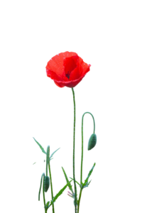 COQUELICOT-Photoroom