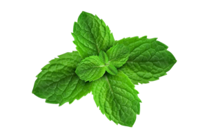MENTHE-Photoroom