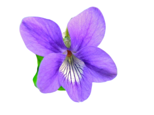 VIOLETTE-Photoroom