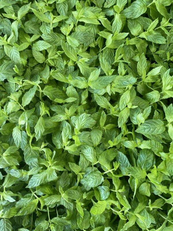 Sirop de menthe artisanal – Image 4