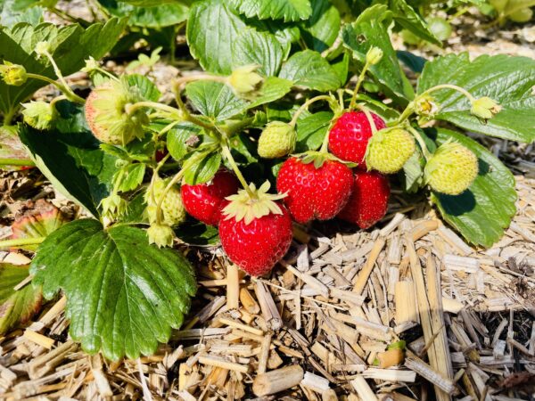 Sirop de fraise artisanal – Image 3