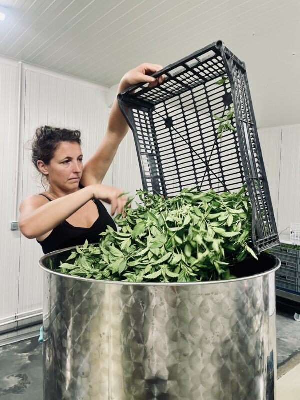 Sirop de menthe artisanal – Image 6
