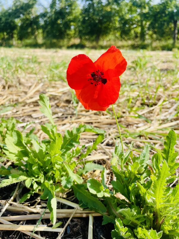 Sirop de coquelicot artisanal – Image 5