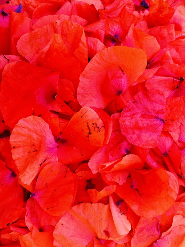 Sirop de coquelicot artisanal – Image 7