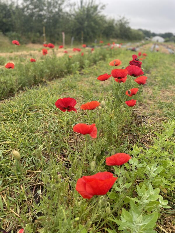 Sirop de coquelicot artisanal – Image 3