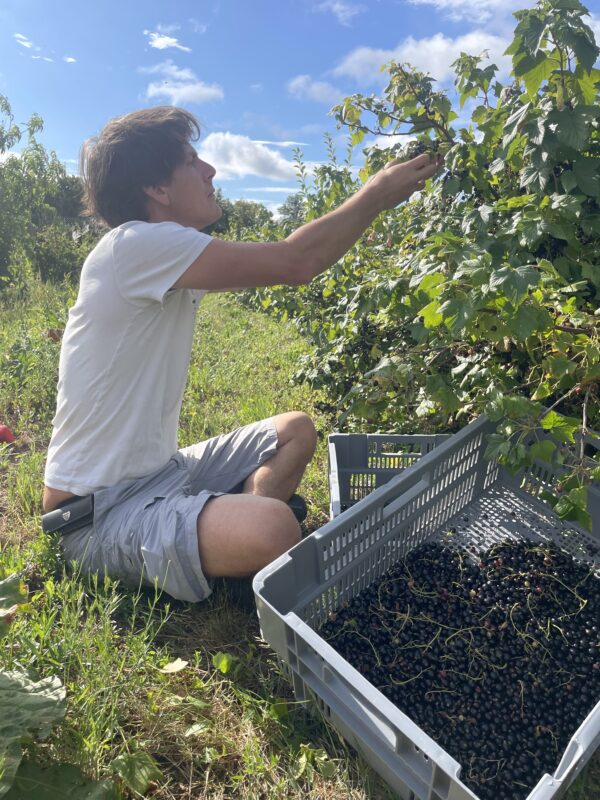 Sirop de cassis artisanal – Image 2