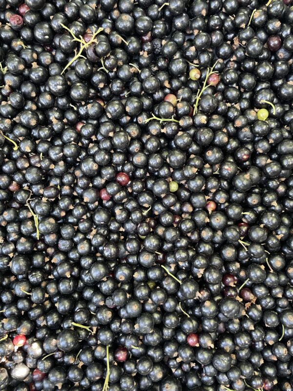 Sirop de cassis artisanal – Image 4