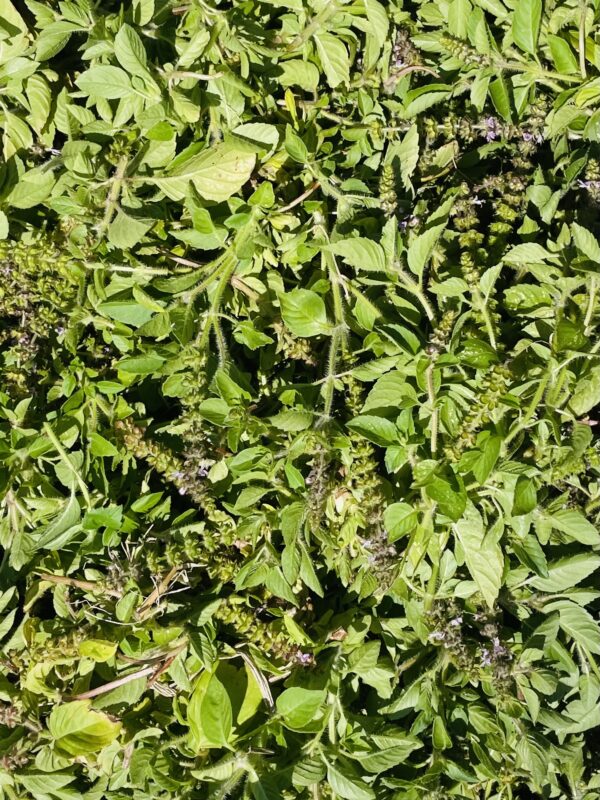 Sirop de basilic sacré artisanal – Image 5