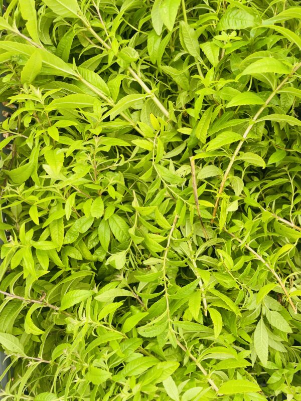 Sirop de verveine citron artisanal – Image 4