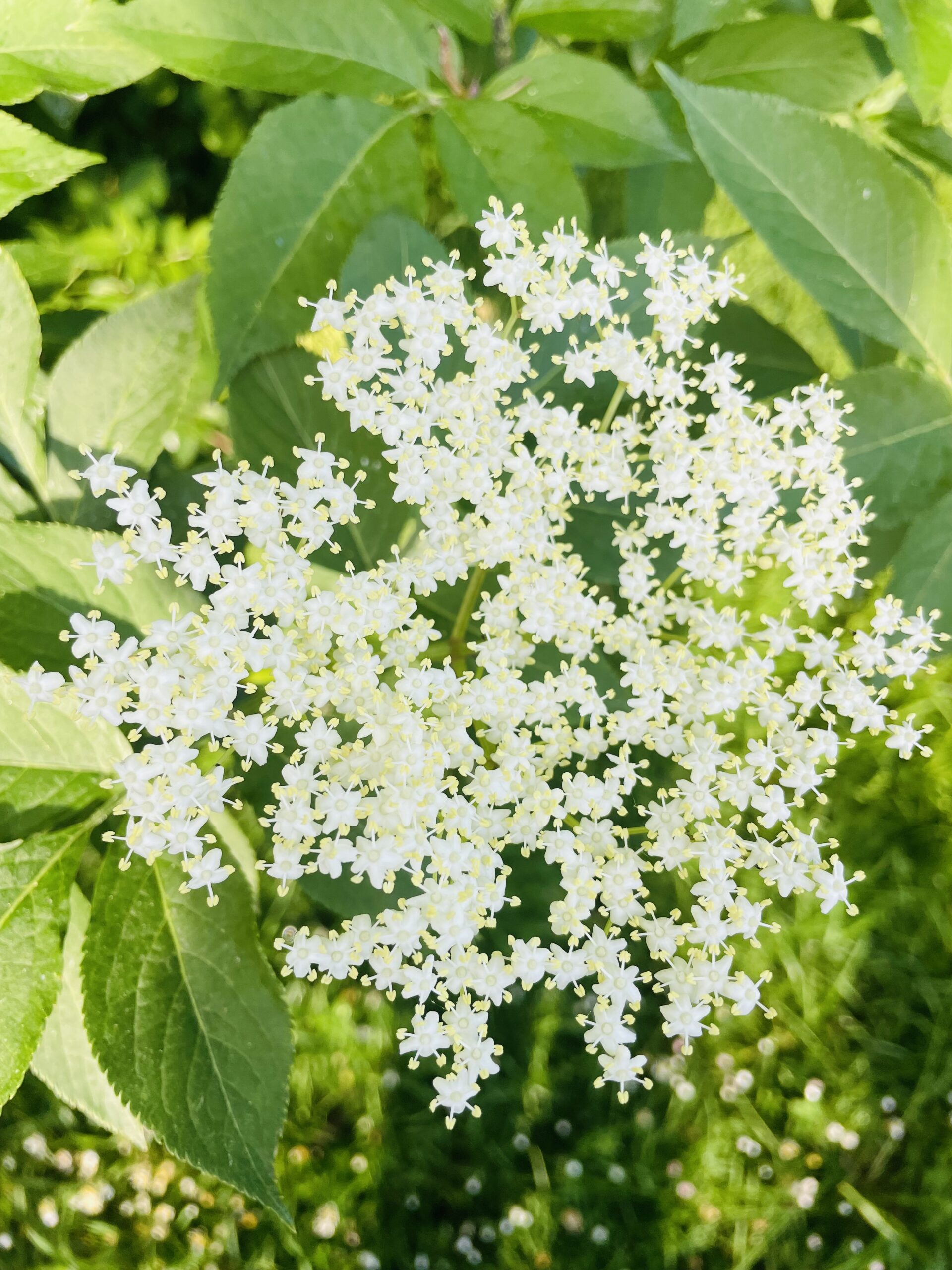Sirop de sureau artisanal – Image 3