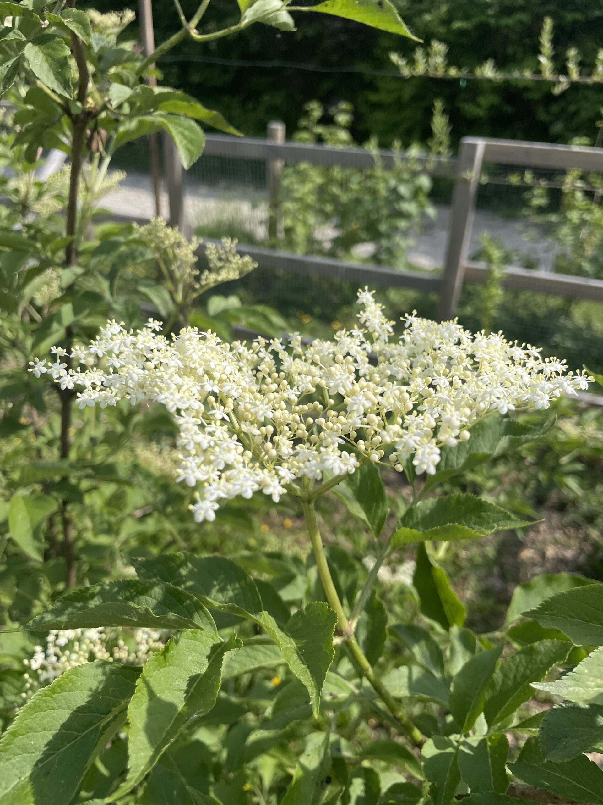Sirop de sureau artisanal – Image 2