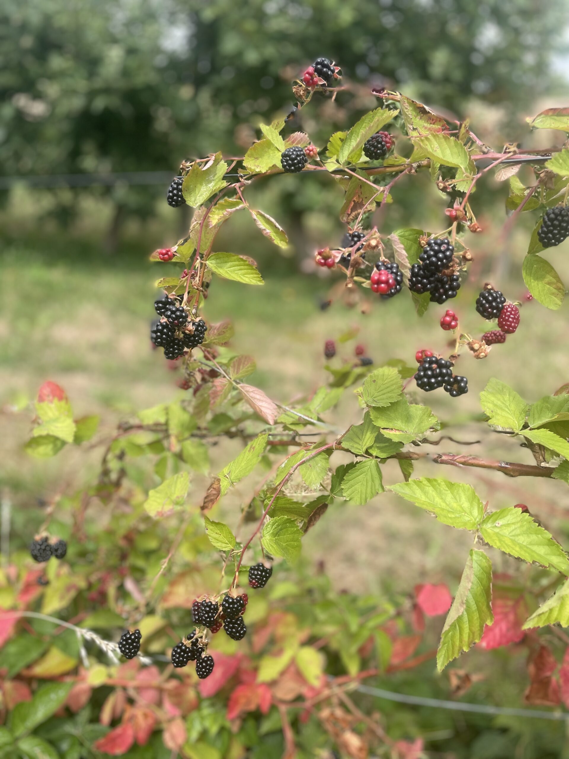 Sirop de mûre artisanal – Image 3