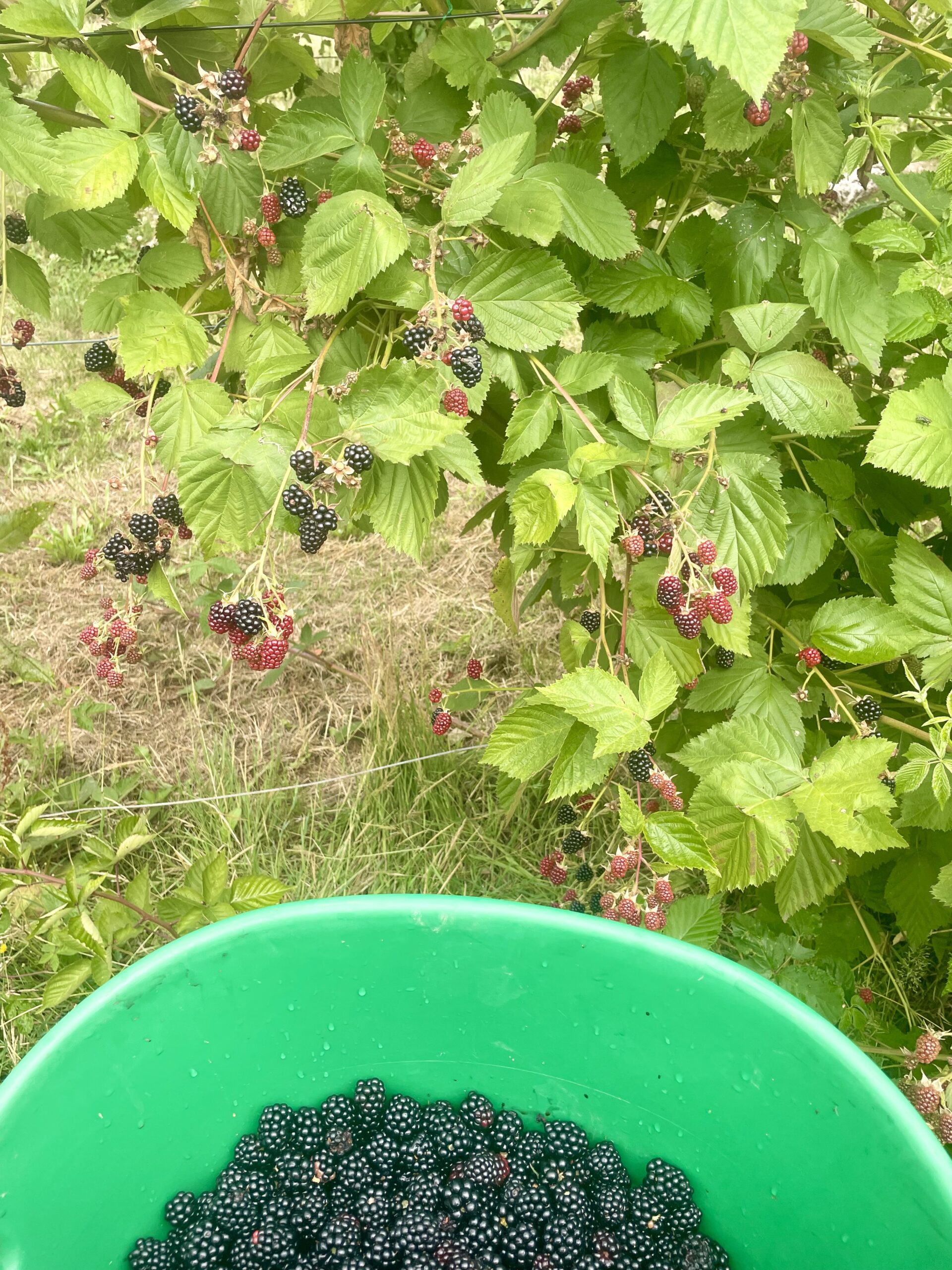 Sirop de mûre artisanal – Image 5