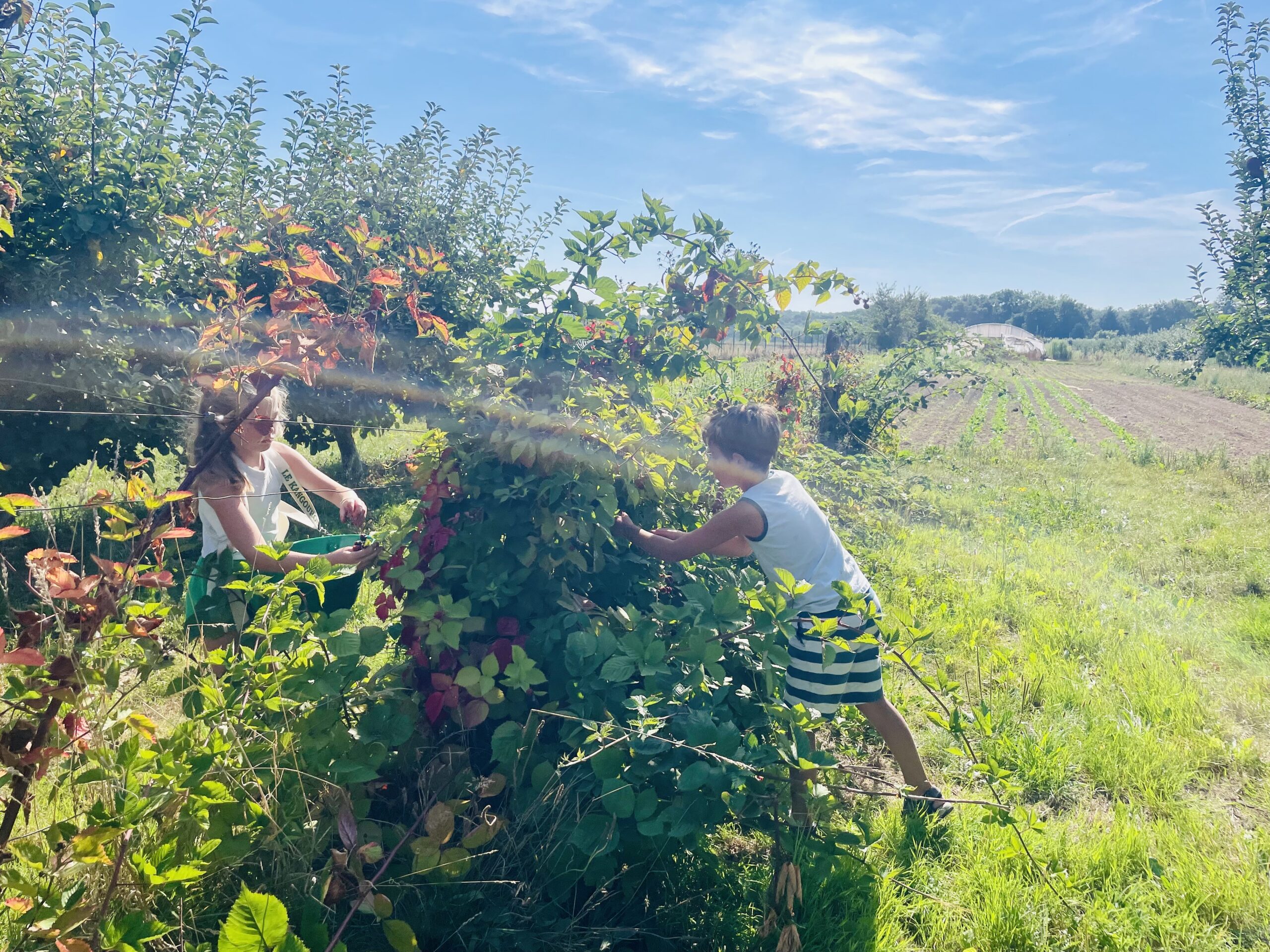 Sirop de mûre artisanal – Image 2