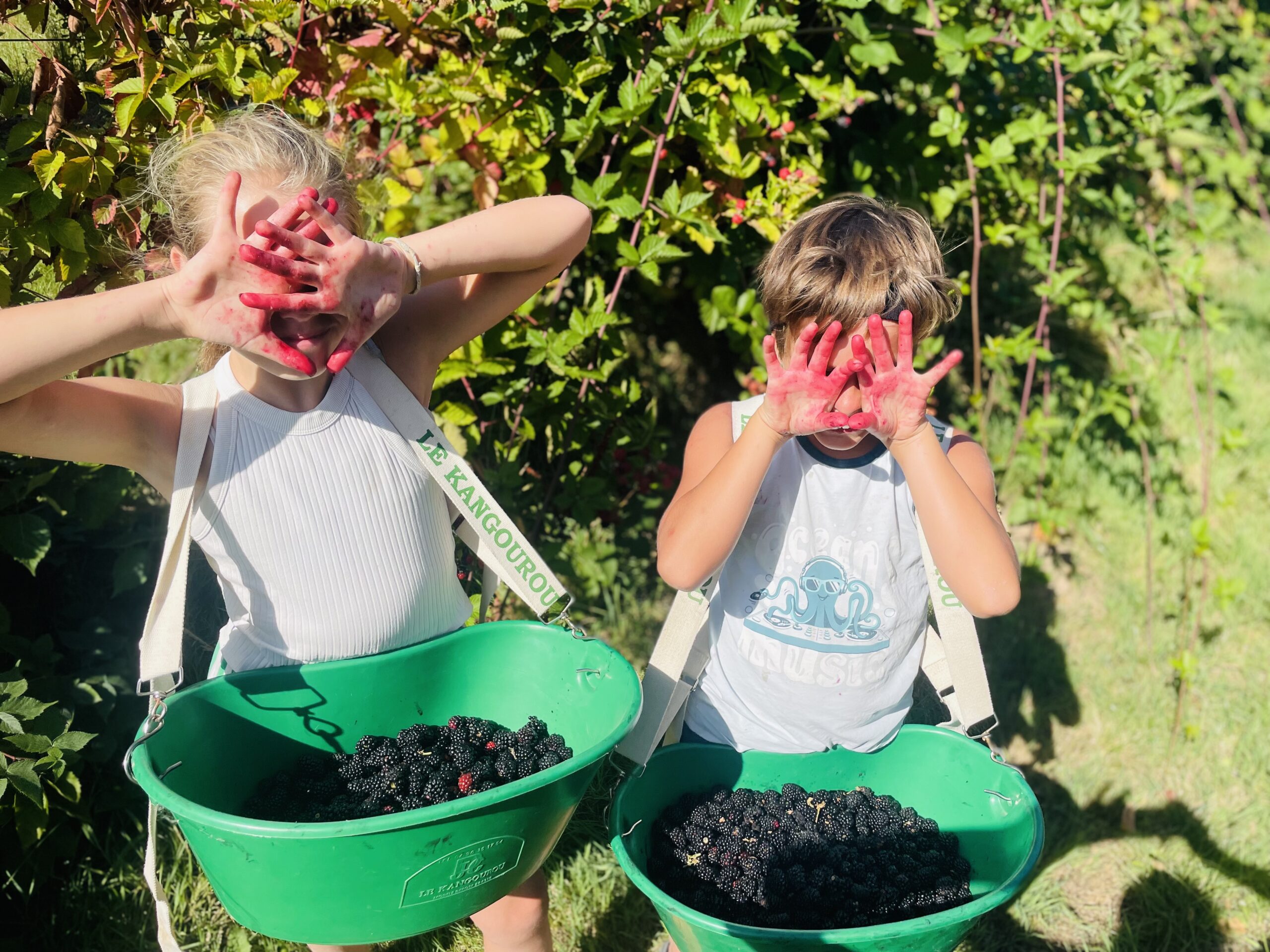 Sirop de mûre artisanal – Image 6