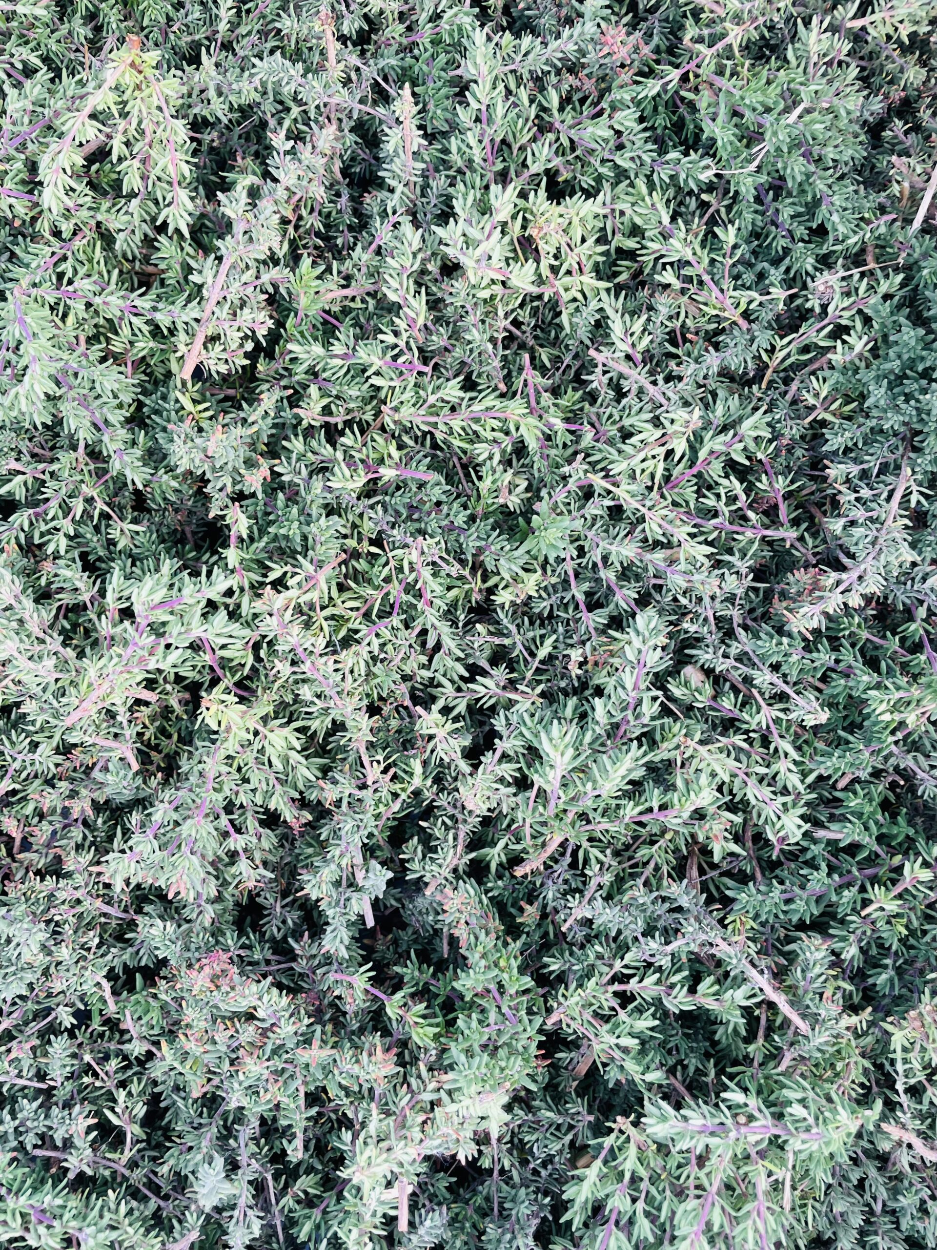 Sirop de thym artisanal – Image 5