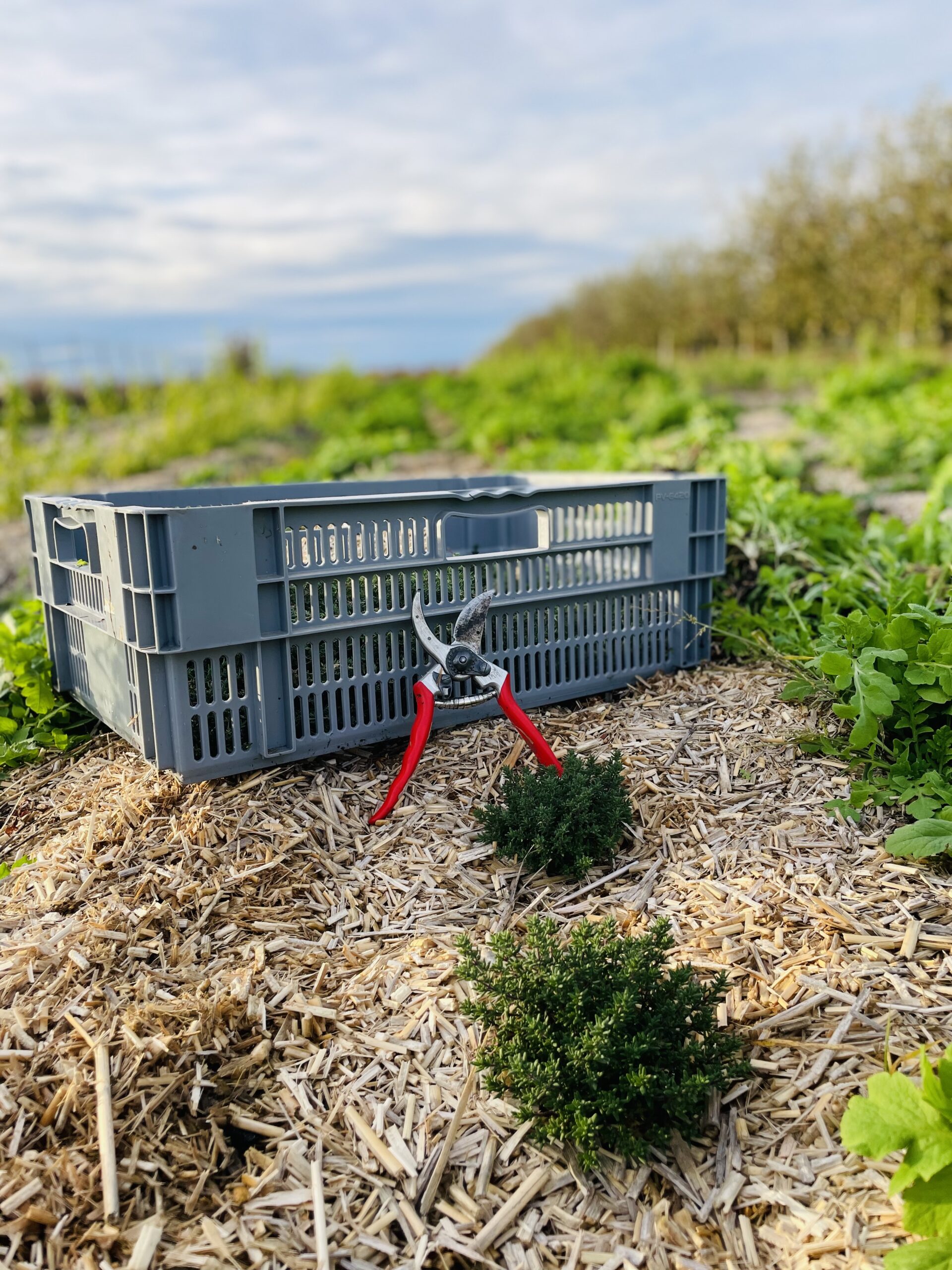 Sirop de thym artisanal – Image 3