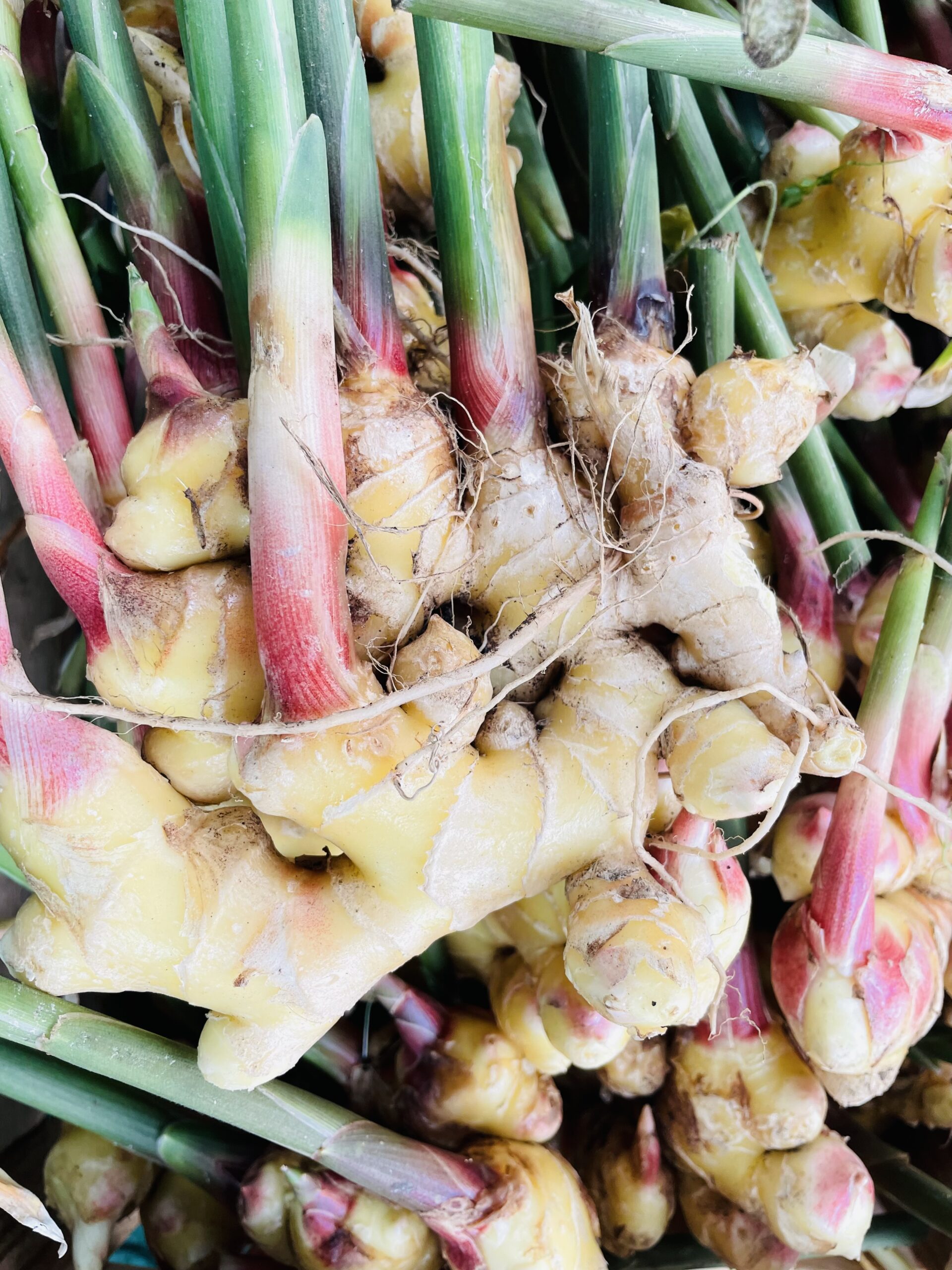 Sirop de gingembre artisanal – Image 2