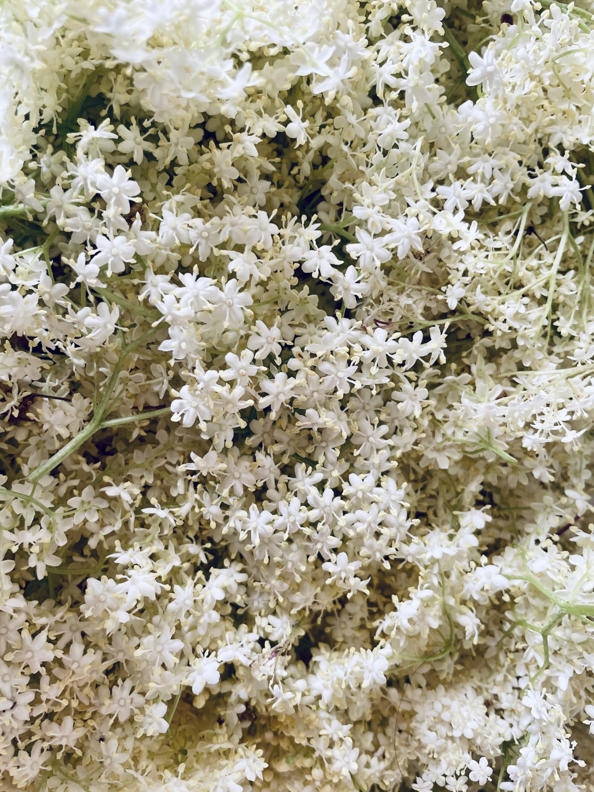 Sirop de sureau artisanal – Image 4